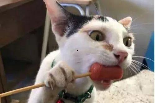 娱乐圈吃瓜猫是谁啊图片,揭秘网络红人的真实身份